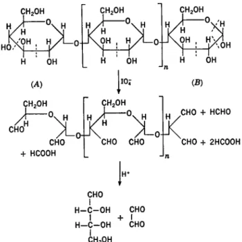 FIG, 6. Periodate oxidation of a 1—4 glucan. 