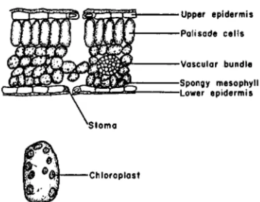 FIG. 1. Cross-section of leaf (upper) and enlarged cell  from the palisade tissue (lower) showing chloroplasts