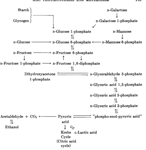 FIG. 8. Embden-Meyerhof-Parnas scheme of glycolysis. 