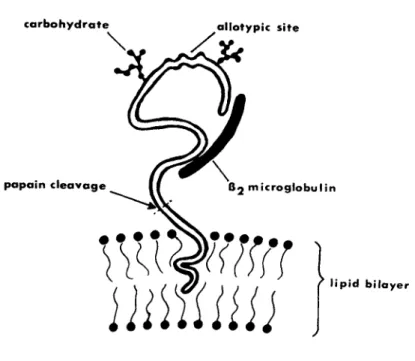 FIGURE 7 Model of membrane-bound HLA antigen. 
