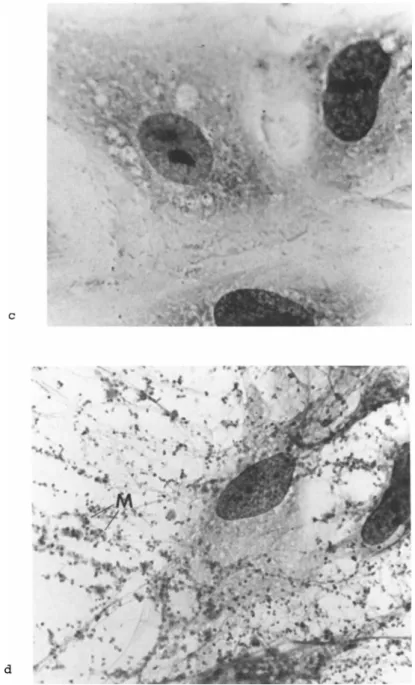 FIGURE 3 Illustrates attachment of M. hyorhinis to a primary  rabbit kidney cell culture at low (b) and high (d) magnifications  stained by the Giesma procedure