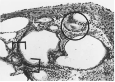 FIGURE 6 This is a photomicrograph of a histologic section  of a 12-day-old culture of aggregates of dissociated otocysts