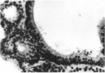 FIGURE 7 The sensory epithelium within brackets in Figure 6  is shown here at higher magnification