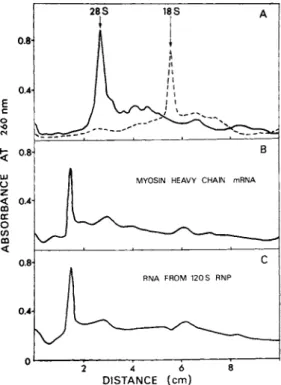 FIGURE 6 Densitometrie scans of Polyacrylamide gel runs of  RNA isolated from 120 S mRNP particles