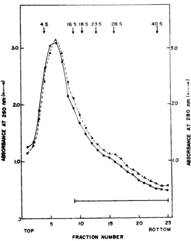 FIGURE 1 Sedimentation profile of subribosomal particles in  5-20% linear sucrose gradients in 0.01 M Tris-HCl, pH 7.6  contain-ing 0.5 M KCl, 0.002 M EDTA and 500 \ig/ml of heparin
