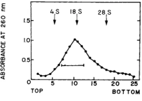 FIGURE 2 Sedimentation profile of RNA fractions isolated  from the pooled 16-40 S subribosomal particles (Fig