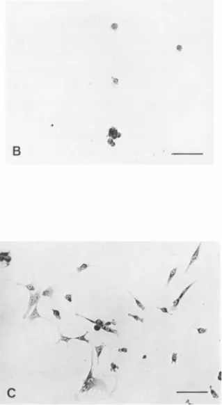 FIGURE 1 Failure of cultured articular chondrocytes to pro- pro-liferate in the absence of fetal bovine serum