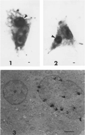 FIGURE 1 Heterokaryon of a wild type (+Pk/+Pk) chick melano- melano-cyte and a chick embryo erythromelano-cyte nucleus (arrow) 24 hr post  fusion