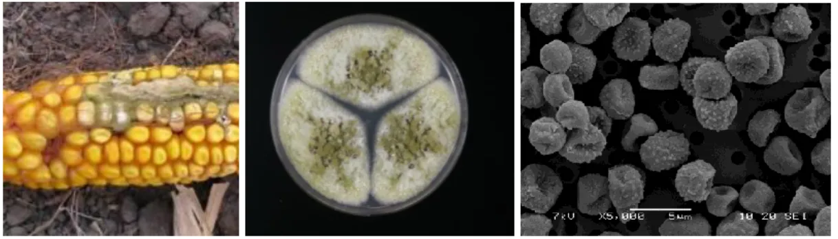 Figure 1. Aspergillus flavus infection on a maize cob (left), colony morphology on  Czapek-yeast agar (middle), and scanning electron microscopic picture of the conidia 