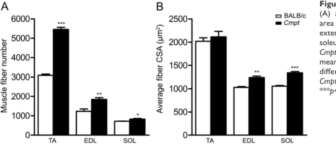 Figure 2. Total muscle fiber number  (A) and average fiber cross-sectional  area (CSA) (B) of tibialis anterior (TA),  extensor digitorum longus (EDL) and  soleus (SOL) muscles in BALB/c and  Cmpt male mice