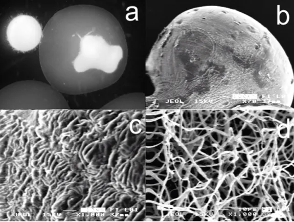 Fig. 1. Stereo microscopic view (a) of Ca–alginate bead, free biomass, and immobilized biomass