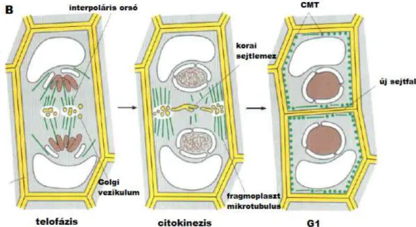 3. ábra: A citokinezis folyamata növényi sejtekben.  CMT: kortikális mikrotubulus (Alberts és  mtsai, 2008)