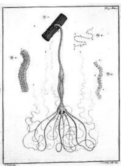 Fig. 5: “Freshwater Hydra”, Illustration from Abraham Trembley’s Memoir on the  Natural History of a Species of Fresh Water, Horn-shaped Polyps (1744) 