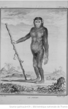 Fig. 8: Illustration of the Jocko from Georges Buffon’s Histoire naturelle (1766). 