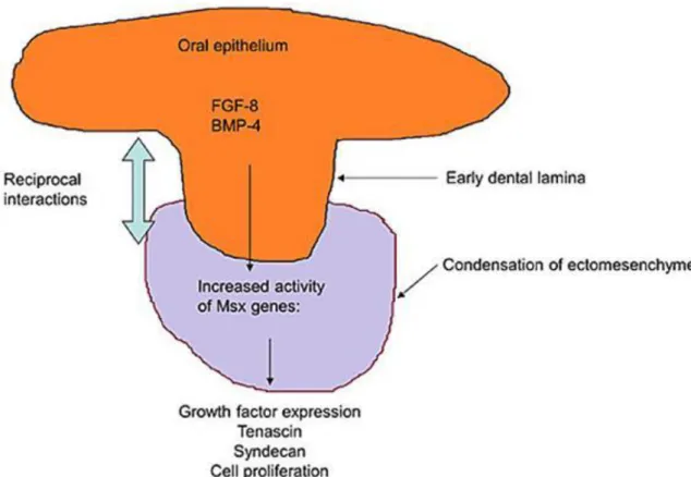 Figure 1.11. Figure  11.  –  A  model  of  the  molecular  regulation  of  tooth  development  from initiation to crown morphogenesis