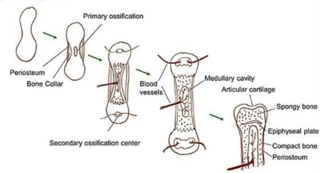Figure 1.38. Figure  9.  –  Endochondral  ossification:  steps  for  bone  replacement  of  cartilage