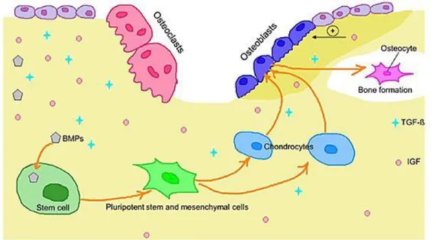 Figure 1.42. Figure  13.  –  Bone  formation  is  regulated  by  bioactive  peptides  such  as  BMPs and also by other growth factors