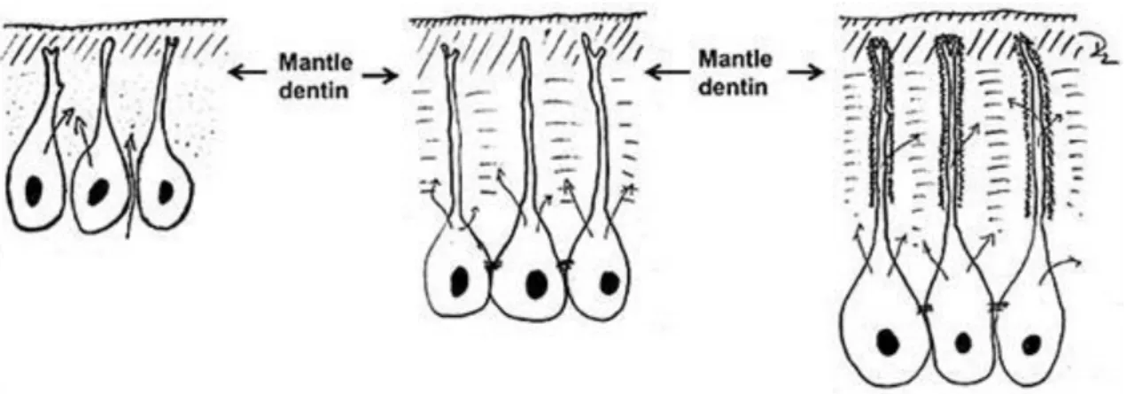 Figure 1.49. Figure 5. – Dentin is produced by odontoblasts