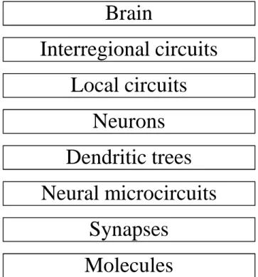 Figure shows the structural organization of levels in the brain.