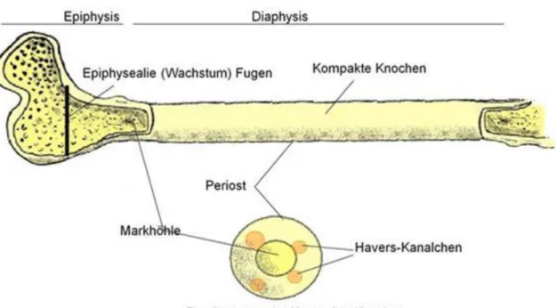 Abbildung  1.40.  Illustration  11.  –  Differenzierung  der  Zellen  von  mesenchymalen  Herkunft