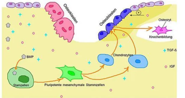 Abbildung  1.42.  Illustration  13.  –  Knochenbildung  ist  von  bestimmten  bioaktiven  Proteine (pl