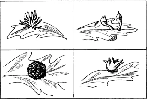 FIG. 2. Four morphologically distinct galls produced on leaves of the California  white oak by four closely related species of insects