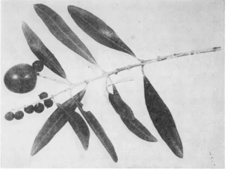 FIG. 1. Olive pseudodrupes (from Russo and Spina,  1 9 5 2 ) . 