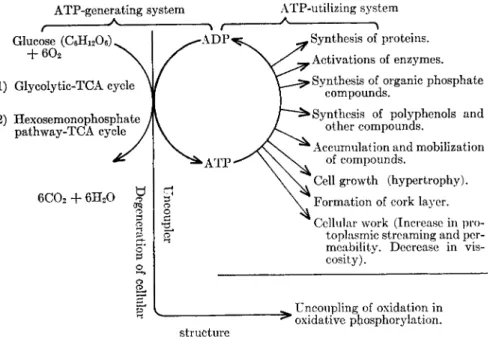 FIG. 2. Relationship between respiratory increase and ATP-utilizing systems in  infected plants