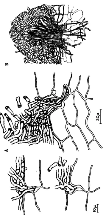 FIG. 7. The infection cushion of Helicobasidium mompa derived from the my- my-celial strand, passing through the cork layers and dissolving the starchy parenchyma  of sweet potato tuber