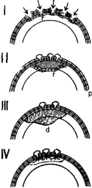 FIG. 8. Types of reaction in tubers of sweet potato against Helicobasidium  mompa: (d) degenerated zone, (p) periderm, (r) postinfectionally renewed cork  layers