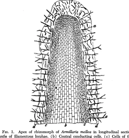 FIG. 1. Apex of rhizomorph of ArmiUaria mellea in longitudinal section: (a)  Mantle of filamentous hyphae