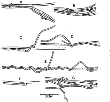 FIG. 2.  A - G , details of strand formation in Helicobasidium purpureum: the  general direction of growth is from left to right