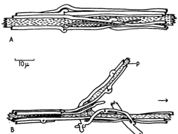 FIG. 4. Surface view of young developing strands of Merulius lacrymans (main  hyphae are stippled):  ( A ) wide main hypha with a covering of narrower tendril  hyphae; (B) tendril hyphae growing along a wide main hypha and its free primary  branch, p