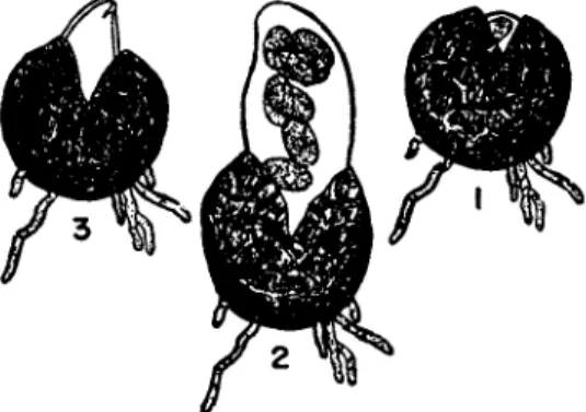 FIG. 6. Sphaerotheca mors-uvae.  ( 1 ) swelling ascus is just bursting through  cleistothecium wall;  ( 2 ) fully swollen ascus is about to discharge its spores;  ( 3 )  an instant later