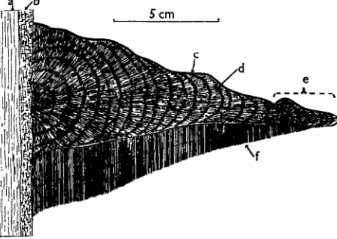 FIG. 8. Ganoderma apphnatum. Vertical section of a small sporophore in its  second year growing on ash