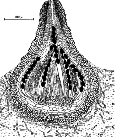 FIG. 3. Sordaria fimicola. L.S. perithecium growing on nutrient agar. 