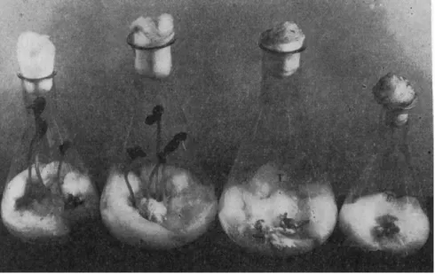 FIG. 3. The antagonistic action of an actinomycete on Sclerotinia sclerotiorum. 