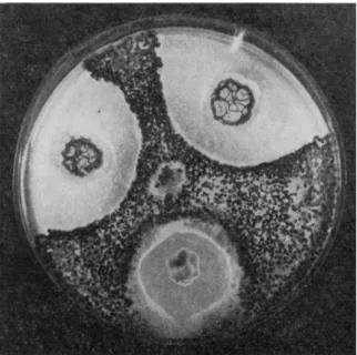 FIG. 1. Antagonistic action of three bacterial stocks on Sclerotinia minor. 