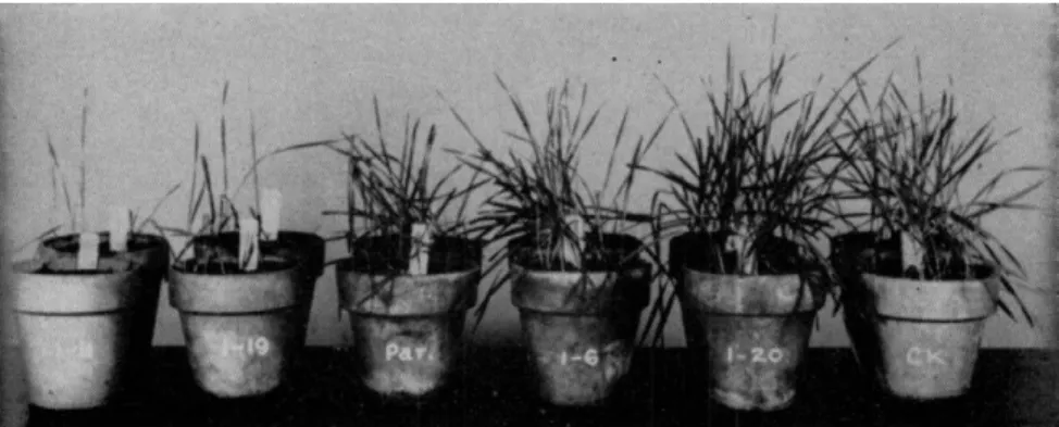 FIG. 3. The effect of different physiologic races, mostly derived by mutation,  of Helminthosporium sativum on a single variety of wheat