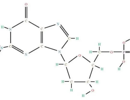 1.16. ábra - A timin molekula felépítése, a cukor szénatomjainak megjelölésével.