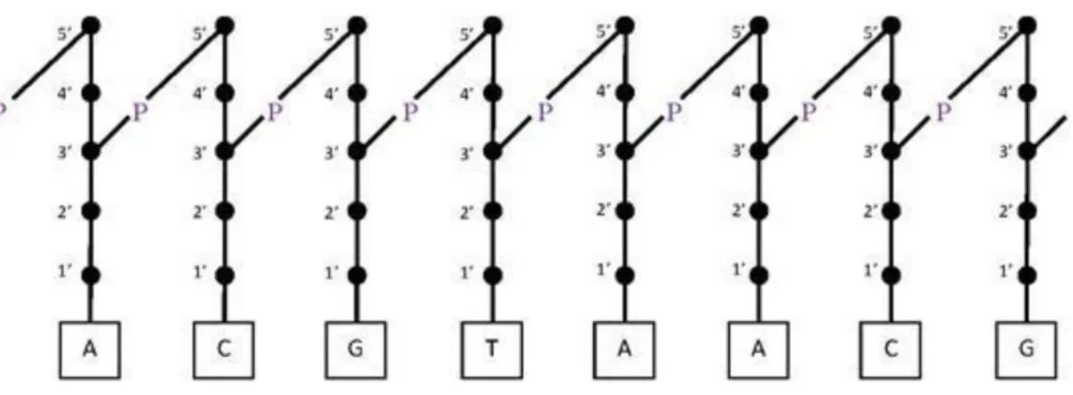 1.19. ábra - Egy DNS lánc sematikus rajza.