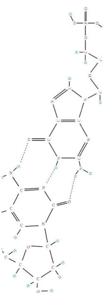 1.23. ábra - Az adenin és a timin molekulákat kétszeres hidrogénkötés tarja össze.