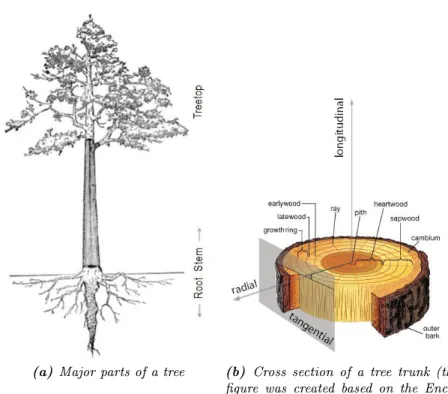 Figure 2.1. Macroscopic structure of the tree