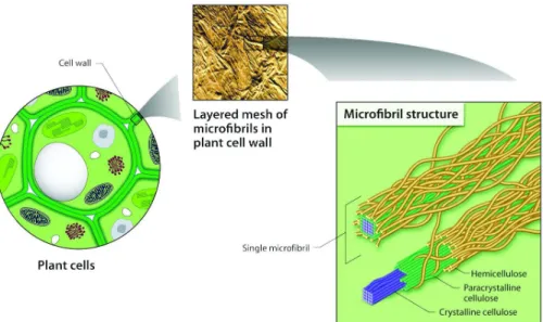 Figure 2.5. Structure of the plant cell wall
