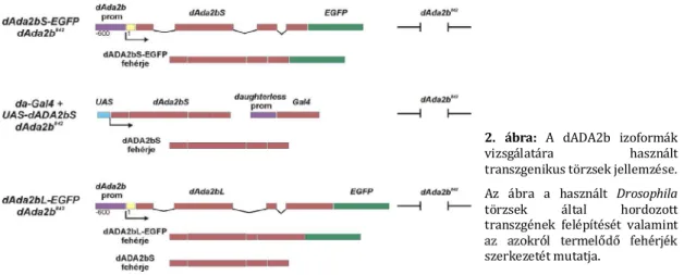 3. ábra: A dADA2bS-EGFP és dADA2bL-EGFP fehérjék expressziója. 