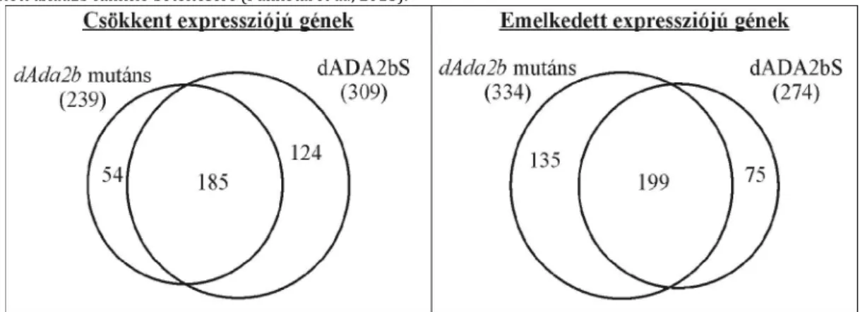 4. ábra: A dADA2bS izoforma önmagában a dAda2b- -40%-ánál képes a génexpresszió szabályozásban  látott dAda2b funkció betöltésére (Pankotai et al., 2013)