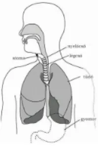 Figure 13.: Complete larynx removal and postoperative state
