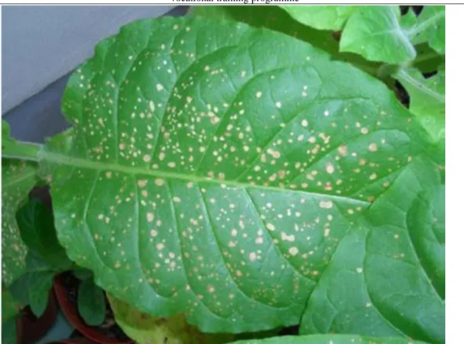 Fig. 9. Necrosis can be observed on the leaf surface of tobacco (E. Divéky 2004)
