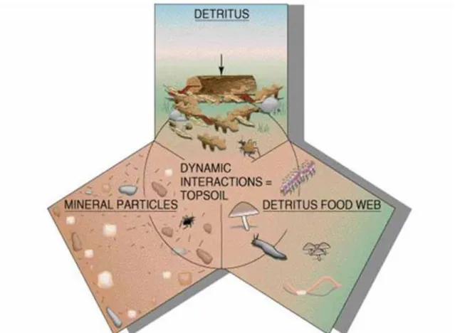Figure 10. Dynamic interactions the soil creator abiotic and biotikus between components (after Dolores Gende,  Environmental Science Chapter, 8)