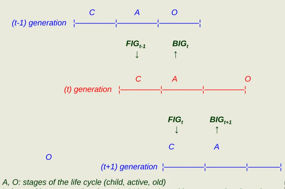 FIG: forward intergenerational goods; BIG: backward intergenerational goods  Source: Rangel (2000, 2003) 